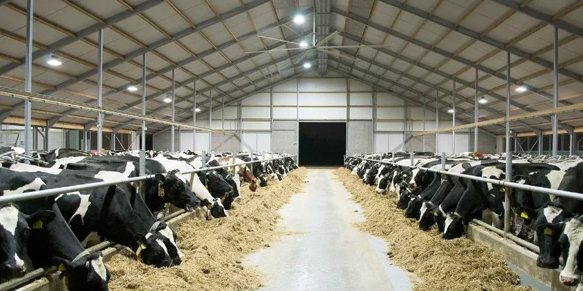 بهترین نورپردازی برای گاوداری