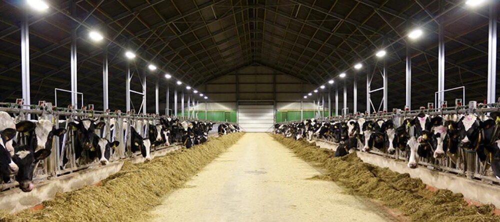 بهترین نورپردازی برای گاوداری