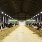 بهترین نورپردازی برای گاوداری